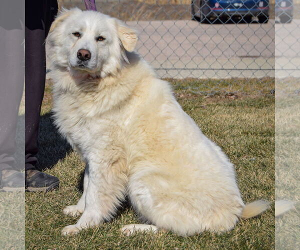Medium Photo #3 Great Pyrenees Puppy For Sale in Huntley, IL, USA