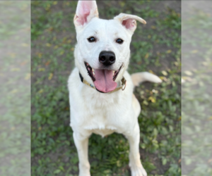 Labsky Dogs for adoption in Brooklyn Center, MN, USA