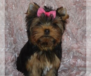 Yorkshire Terrier Puppy for sale in CHATFIELD, MN, USA