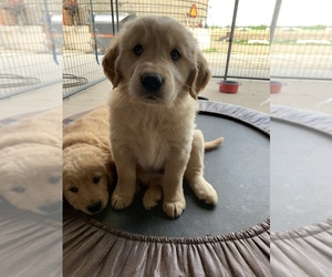 Golden Retriever Puppy for sale in HILBERT, WI, USA