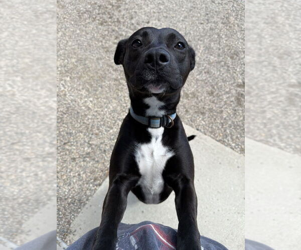 Medium Photo #5 Mutt Puppy For Sale in Bemidji, MN, USA