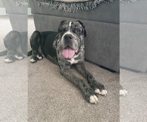 Mutt Dogs for adoption in Duluth, MN, USA