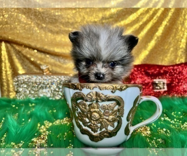 Medium Photo #1 Pomeranian Puppy For Sale in HAYWARD, CA, USA