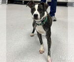 Small #2 Boxer Mix