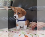 Small #3 Pembroke Welsh Corgi