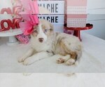 Small Photo #2 Miniature Australian Shepherd Puppy For Sale in COLLEGE STA, TX, USA
