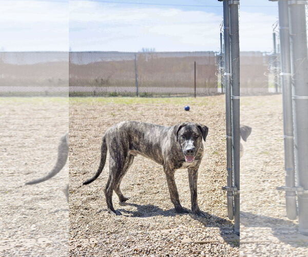 Medium Photo #3 Great Dane-Unknown Mix Puppy For Sale in Estherville, IA, USA