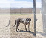 Small #2 Great Dane Mix