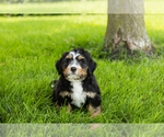Small #20 Bernedoodle (Miniature)