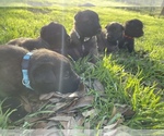 Small Photo #17 Belgian Malinois Puppy For Sale in JACKSONVILLE, TX, USA