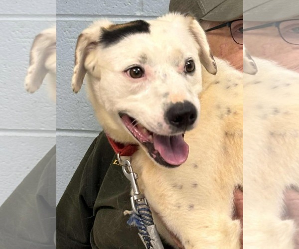 Medium Photo #18 English Setter-Labrador Retriever Mix Puppy For Sale in Rustburg, VA, USA