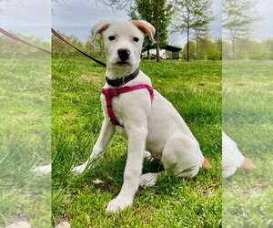 Labrador Retriever-Unknown Mix Dogs for adoption in Lawrenceville, NJ, USA