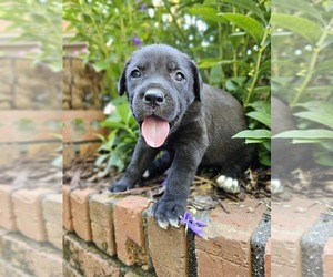 Cane Corso Puppy for sale in BIRMINGHAM, AL, USA