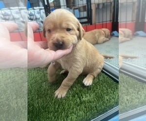 Golden Labrador Puppy for Sale in STEILACOOM, Washington USA