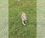 Small #9 Catahoula Leopard Dog