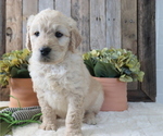 Small Photo #5 Goldendoodle Puppy For Sale in HONEY BROOK, PA, USA