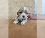 Puppy 2 Cocker Spaniel