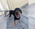 Small #1 Doberman Pinscher