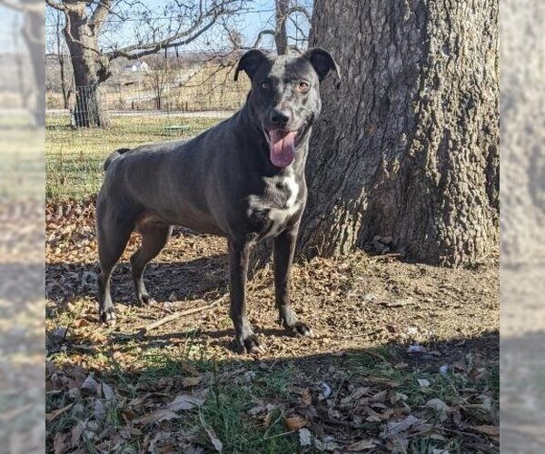 Medium Photo #2 Mutt Puppy For Sale in Overland Park, KS, USA