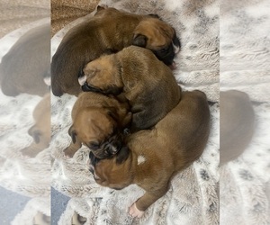 Boxer Puppy for Sale in WHITEWATER, Kansas USA