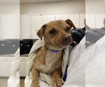 Small Chihuahua Mix