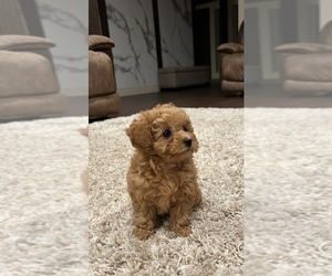 Poodle (Toy) Puppy for sale in PORTLAND, OR, USA