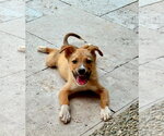 Small Siberian Husky Mix