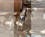 Small #1 German Shepherd Dog Mix