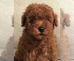 Small Photo #2 Poodle (Toy) Puppy For Sale in BOWLING GREEN, KY, USA