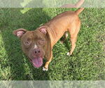 Small #1 American Staffordshire Terrier