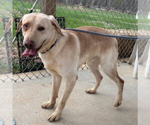 Labrador Retriever-Unknown Mix Dogs for adoption in Rustburg, VA, USA