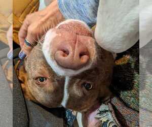 FERGAL aka RAMBO - Male Mutt Dog for Adoption - Photo #24