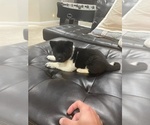 Small Photo #3 Akita Puppy For Sale in ARVADA, CO, USA