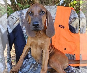 Redbone Coonhound Puppy for sale in DENVER, PA, USA