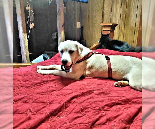 Medium Photo #3 Border Collie Puppy For Sale in Rutherfordton, NC, USA