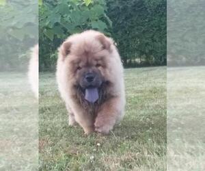Chow Chow Puppy for sale in Belgrade, Central Serbia, Serbia