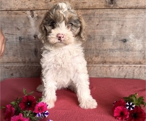 Bernedoodle (Miniature) Puppy for sale in VERMONTVILLE, MI, USA