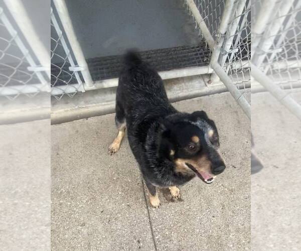 Medium Photo #4 Mutt Puppy For Sale in Frenchburg, KY, USA