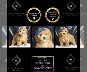 Poodle (Toy) Puppy for Sale in WARSAW, Indiana USA