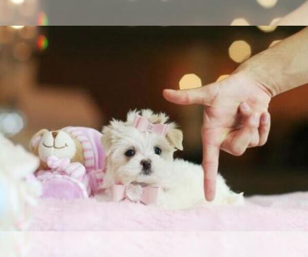 Medium Photo #1 Maltese Puppy For Sale in PEMBROKE PINES, FL, USA