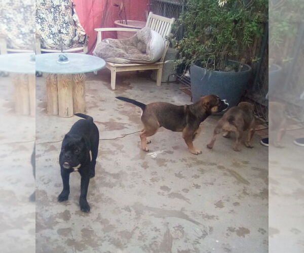 Medium Photo #9 Bulldog Puppy For Sale in Apple Valley, CA, USA