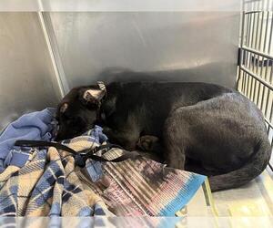 American Staffordshire Terrier-Unknown Mix Dogs for adoption in San Antonio, TX, USA