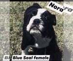 Small Photo #2 English Bulldog Puppy For Sale in ERIN SPRINGS, OK, USA
