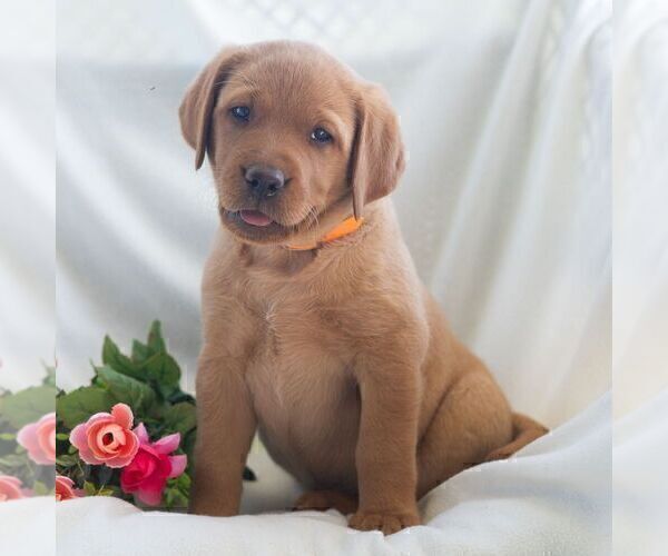 Medium Photo #7 Labrador Retriever Puppy For Sale in GREEN PARK, PA, USA