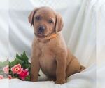 Small #6 Labrador Retriever