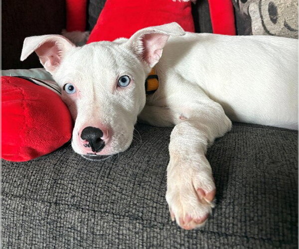Medium Photo #1 Mutt Puppy For Sale in Oklahoma City, OK, USA