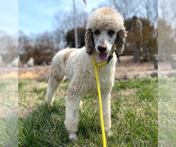 Medium Photo #3 Poodle (Standard) Puppy For Sale in Pacolet, SC, USA