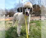 Small #2 Poodle (Standard)
