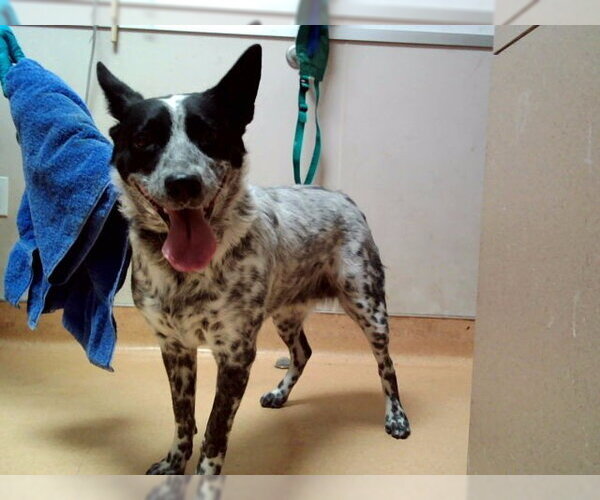 Medium Photo #1 Mutt Puppy For Sale in Martinez, CA, USA