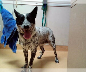 Mutt Dogs for adoption in Martinez, CA, USA